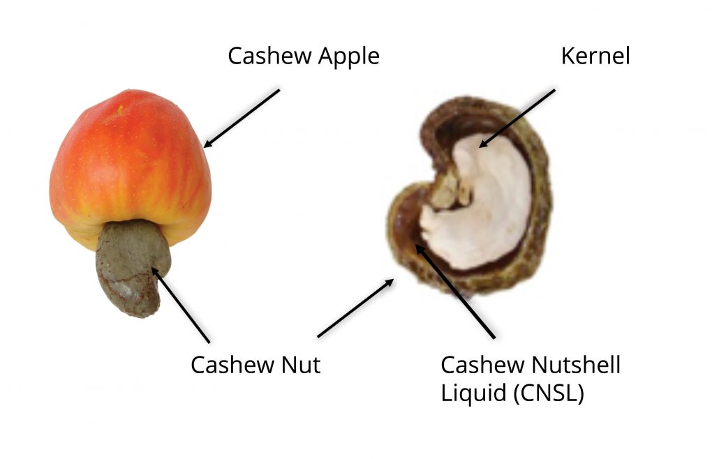 Cashew_Nut_Shell_Oil_Market