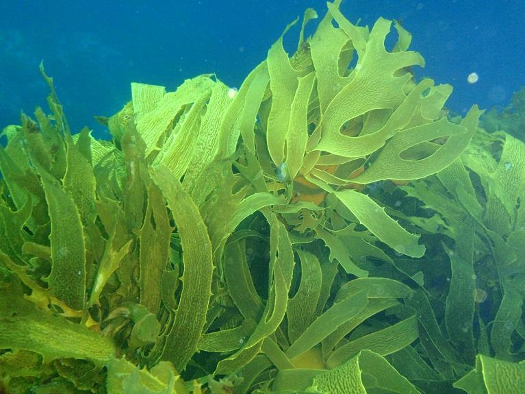 Commercial_Seaweeds