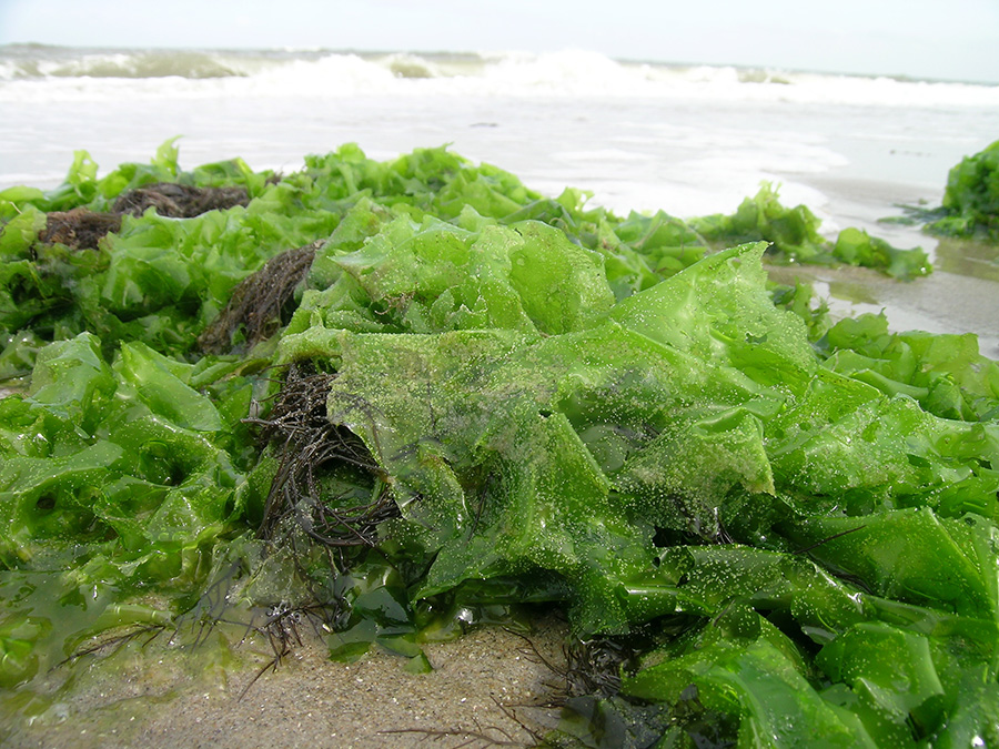 Commercial_Seaweeds1