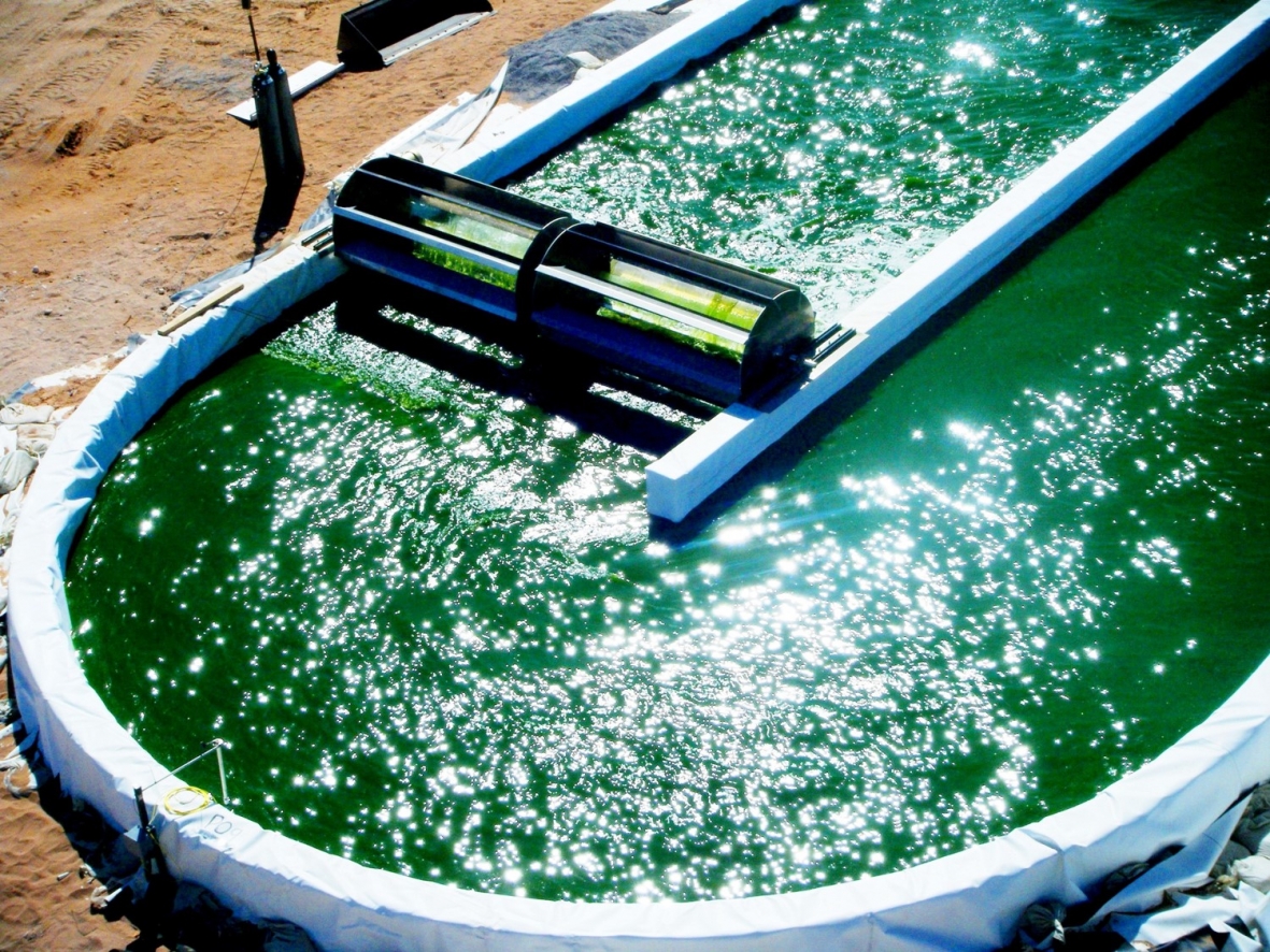 Algae_Biofuel_Market