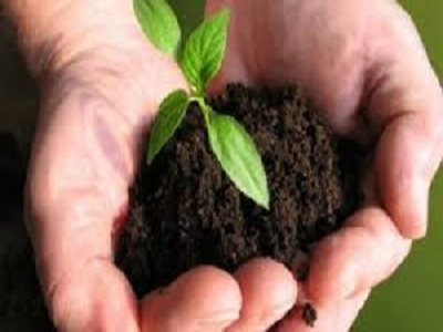 Biofertilizers_Market1