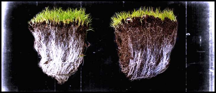 Mycorrhizae_Based_Biofertilizer_Market