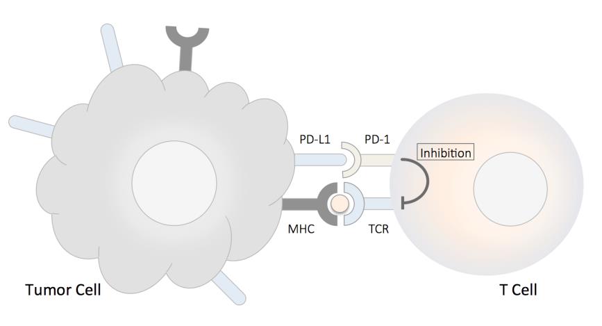 PD-1_And_PD-L1_Inhibitors1