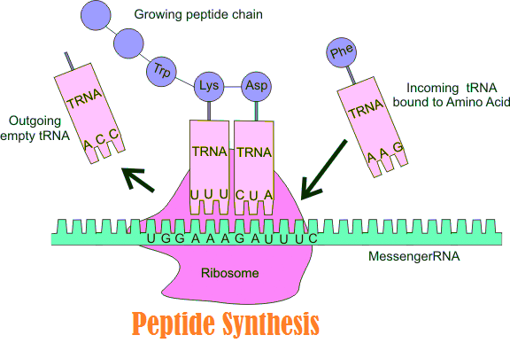 Peptide_Synthesis_Market1