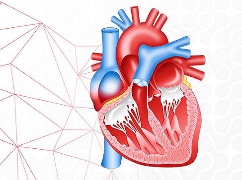 Structural_Heart_Devices